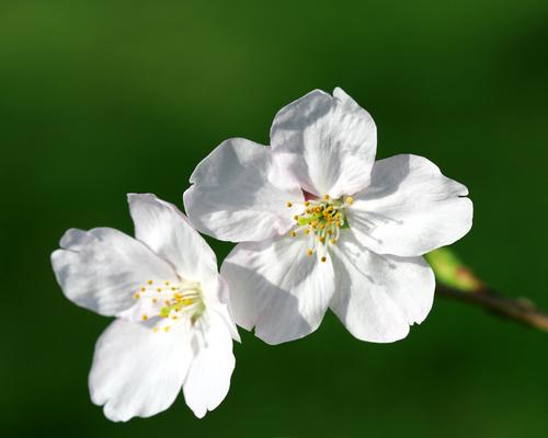 家中養(yǎng)哪種花對孕婦有益